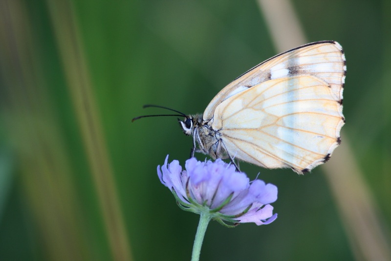 Melanargia galathea f. leucomelas